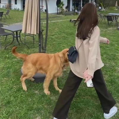 完全夏绿蒂